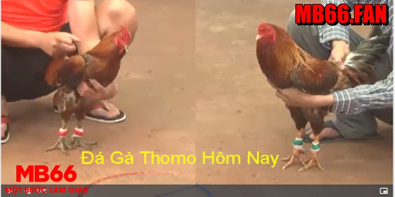 Đá gà thomo MB66